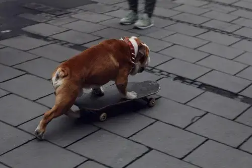 Bulldog Anglais Skateboard